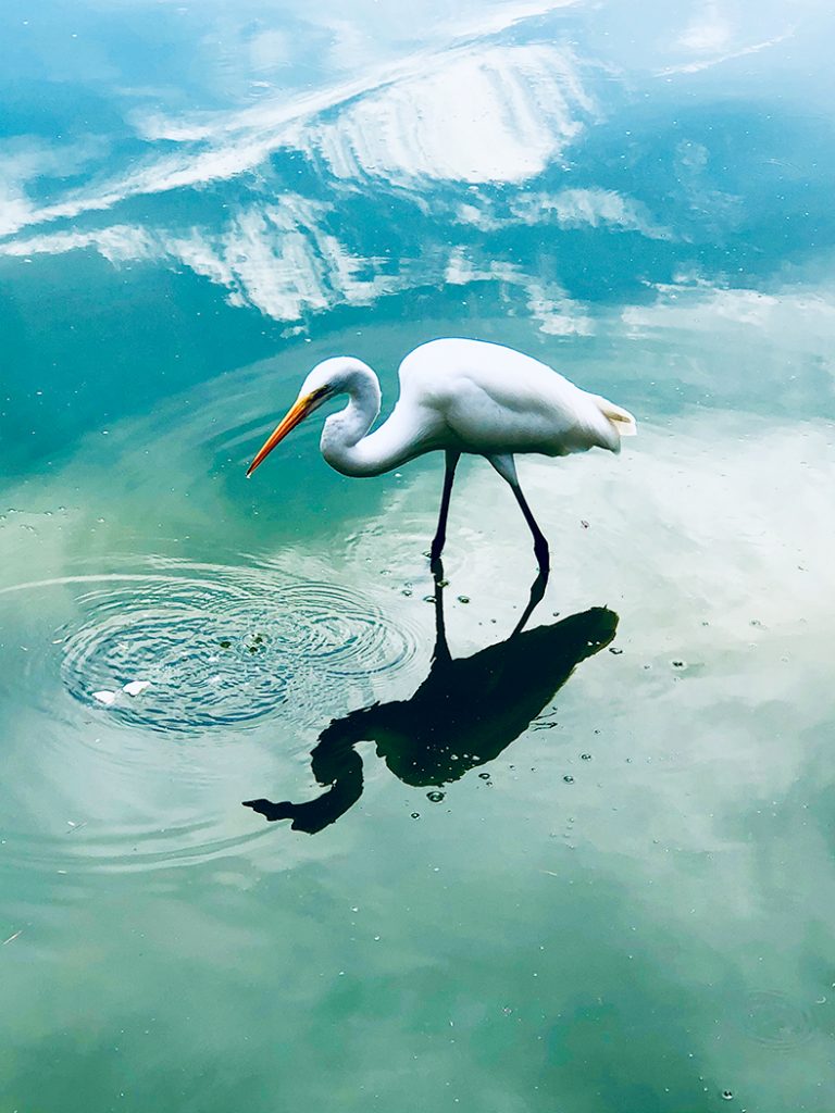 Great Egret - Christine Schwartz